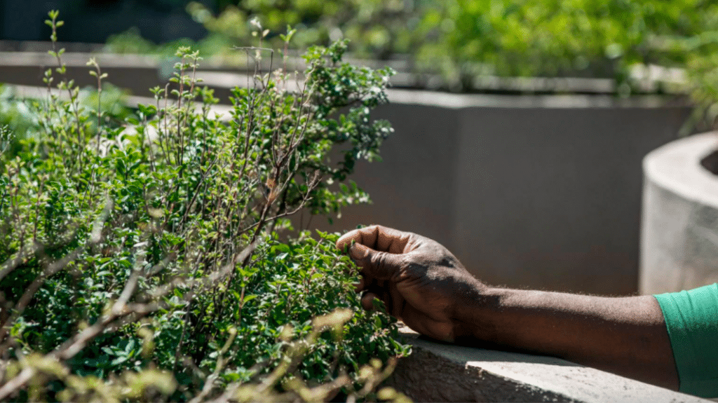 Cuidado pelas mãos do sr. Hamilton, o Jardim é um convite para estimular os sentidos. Foto: João Marcos Rosa/Nitro