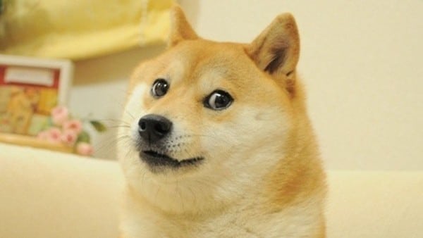 Meme doge