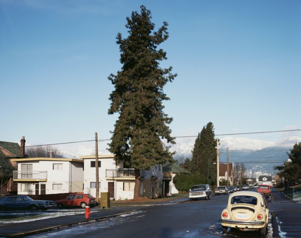 The pine on the corner. Jeff Wall, 1960.