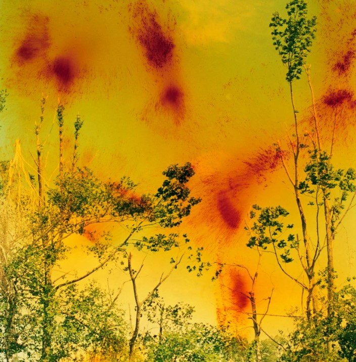 Fotografia de plantas e química amarela feita por Wolfgang Tillmans